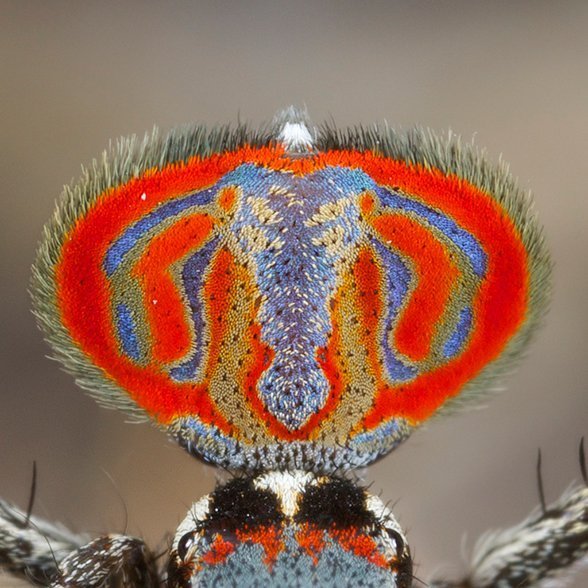 Meet Sparklemuffin And Skeletor New Australian Peacock Spiders Australian Geographic