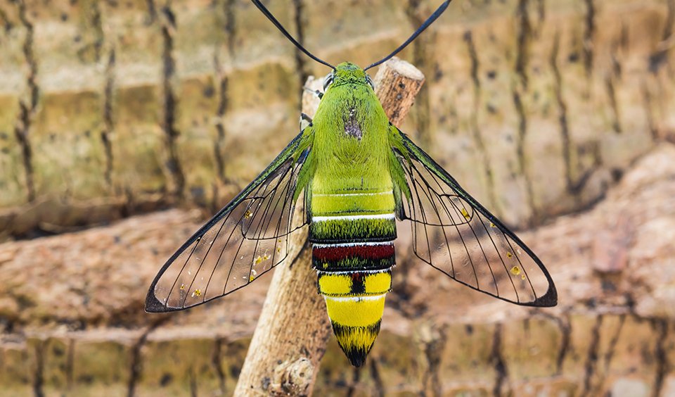 Pellucid hawk moth's wings like invisibility cloak - Australian Geographic
