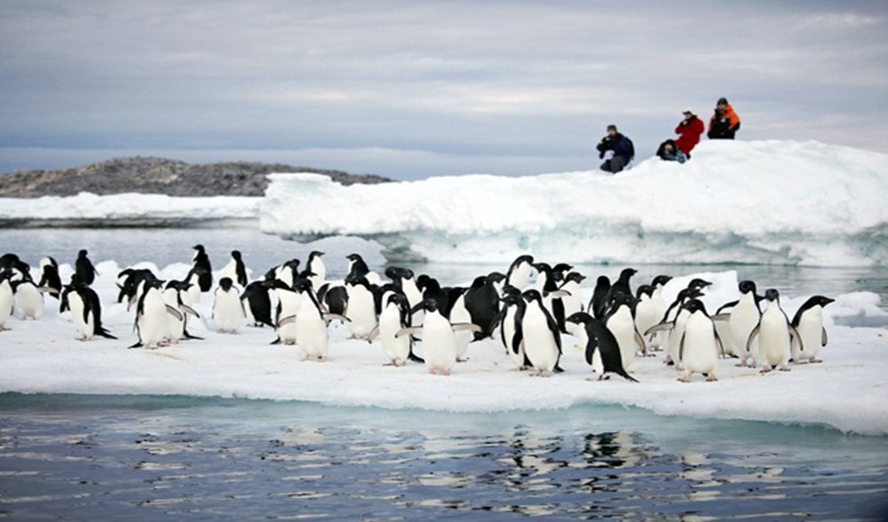 Животные и растения антарктиды фото