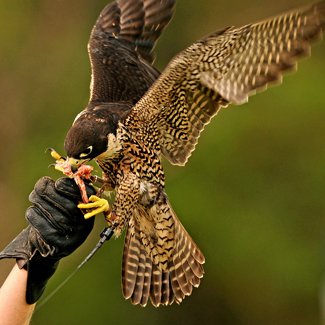 Fledgling Success For Peregrine Falcon Project Australian