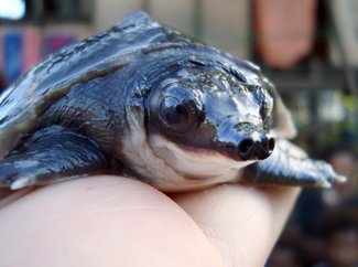 Pig-nosed turtle under threat from hunting - Australian Geographic