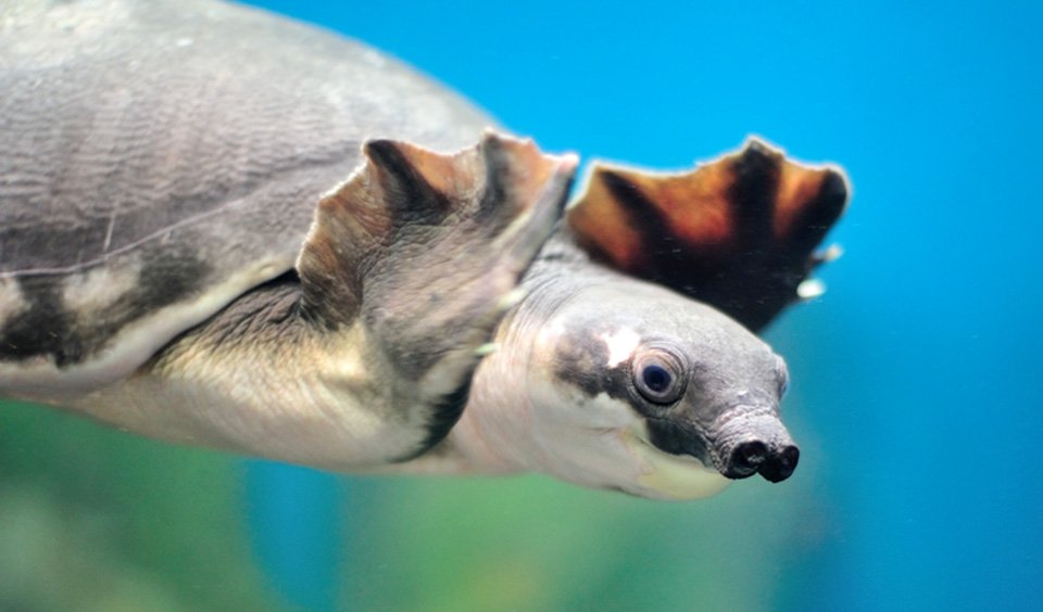 The strange face of the pig-nosed turtle - Australian Geographic