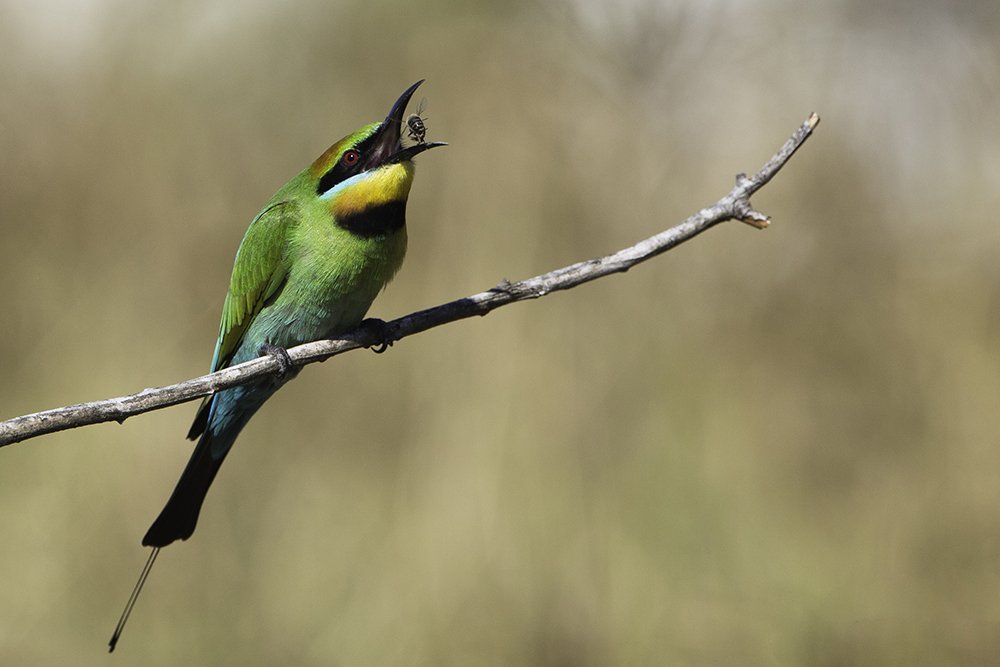 Snack Time Rainbow Bee Eater Australian Geographic