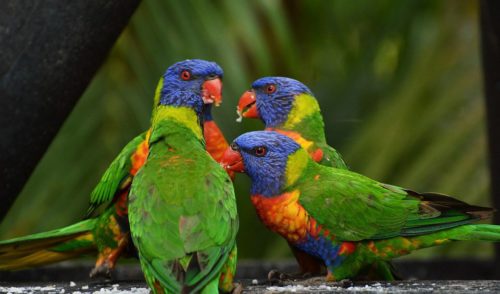 Drunk Birds: Inebriation In The Wild - Australian Geographic