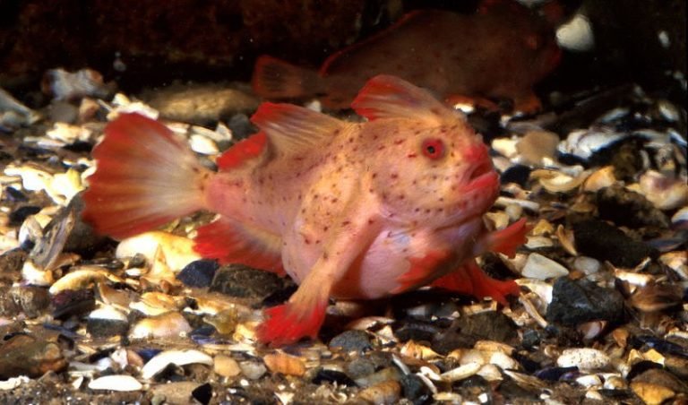 New population of rare red handfish discovered - Australian Geographic