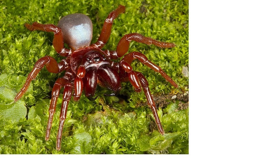 Top 10 most dangerous Australian spiders - Australian Geographic