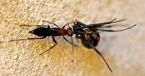 Native wasp is arch enemy of redback spider - Australian Geographic