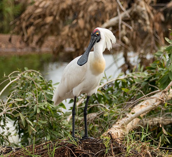 Urban birdwatching guide to Brisbane - Australian Geographic