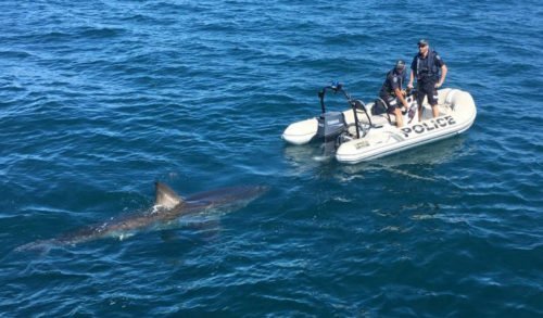 VIDEO: Great white shark foils police operation - Australian Geographic