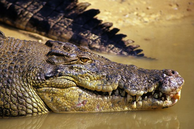 Gallery: Australia's most dangerous predators - Australian Geographic