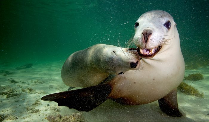 Video: Australian sea lions a playful bunch - Australian Geographic