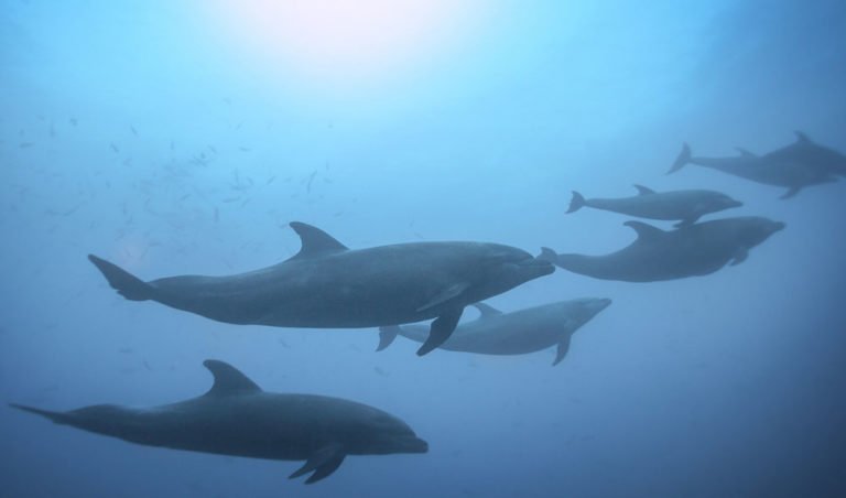 Social lives of sea mammals key to their survival - Australian Geographic