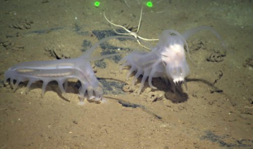 Sea pigs are the aliens of the sea - Australian Geographic