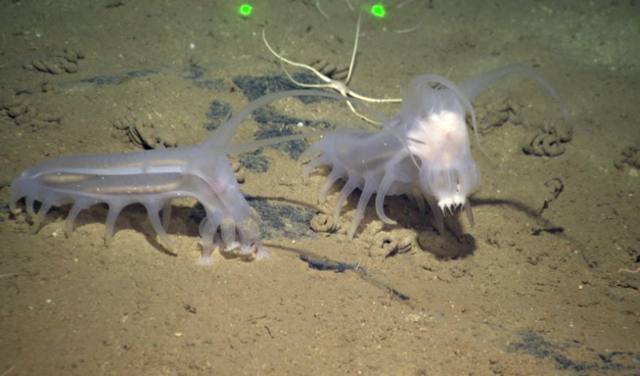 Sea pigs are the aliens of the sea - Australian Geographic