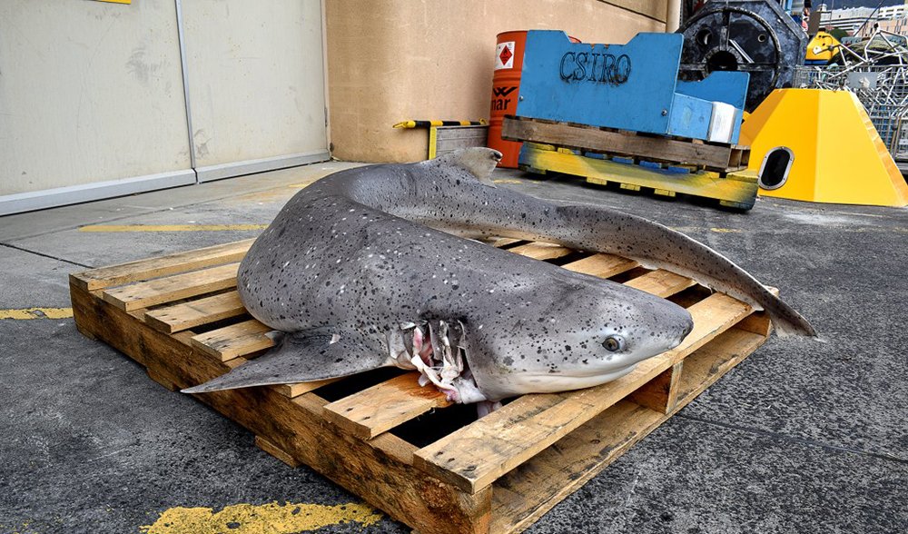 How a shark donated its body to science - Australian Geographic