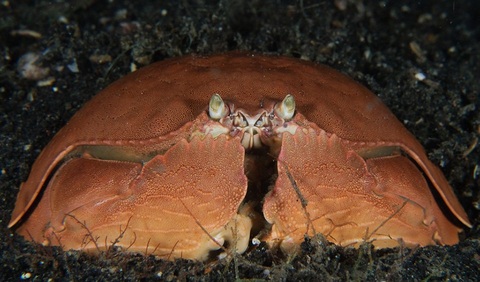 shame-faced-crab.jpg