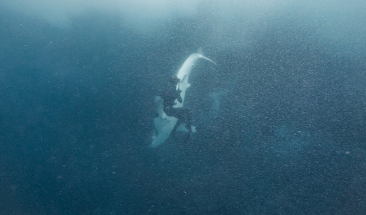 Diver's fin snatched by 3.5 metre great white shark - Australian Geographic