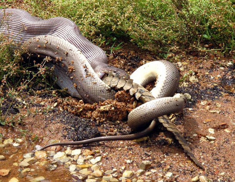 Gallery: Snake eats a crocodile - Australian Geographic