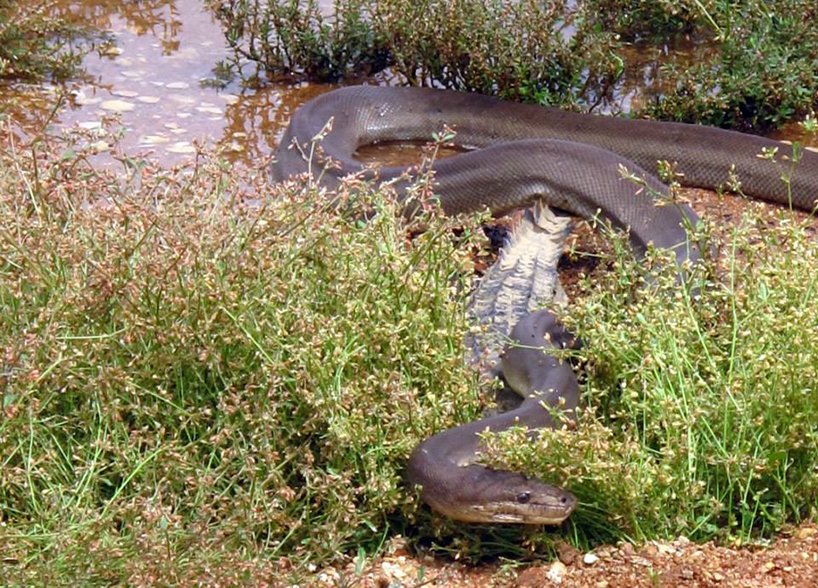 Gallery: Snake eats a crocodile - Australian Geographic