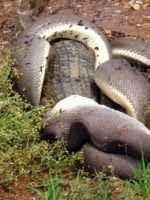 Gallery: Snake eats a crocodile - Australian Geographic