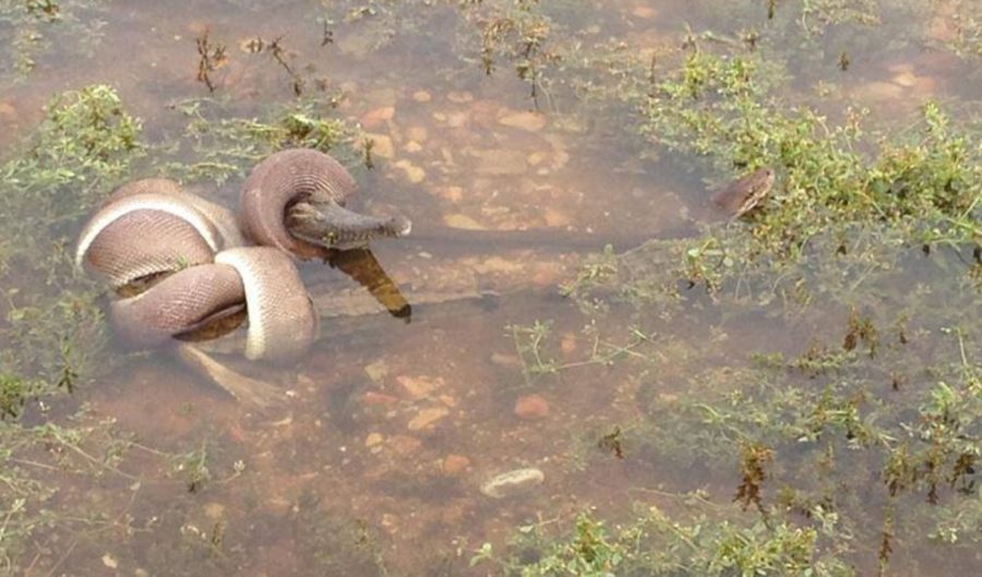 Snake eats a crocodile in epic battle - Australian Geographic