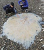 Global Swarming: Are Jellyfish Taking Over Our Oceans? - Australian ...