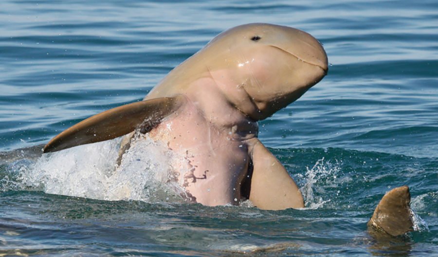 Thousands of rare Irrawaddy dolphins found