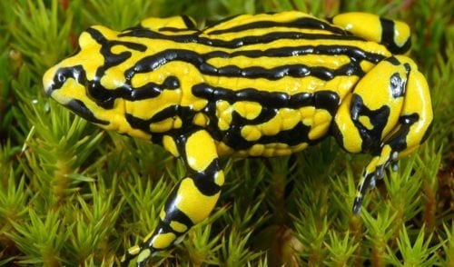 Time is running out for these seven frog species - Australian Geographic