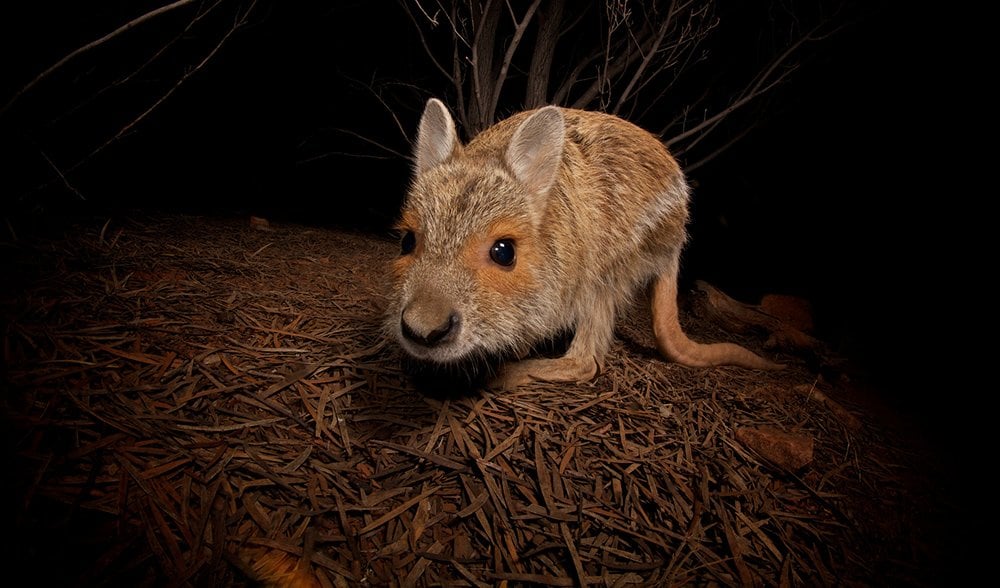 nocturnal marsupials