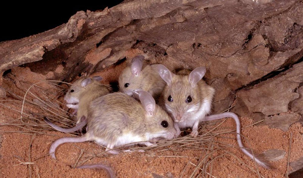 Here are 7 of our favourite native rodents for you to gush over