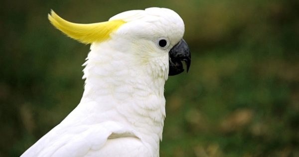 show me a picture of a cockatoo bird