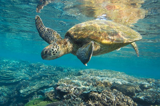 Gallery: Australian reefs brought to life - Australian Geographic