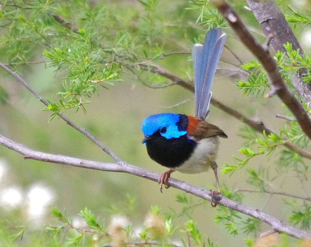 Urban Birdwatching Guide To Perth