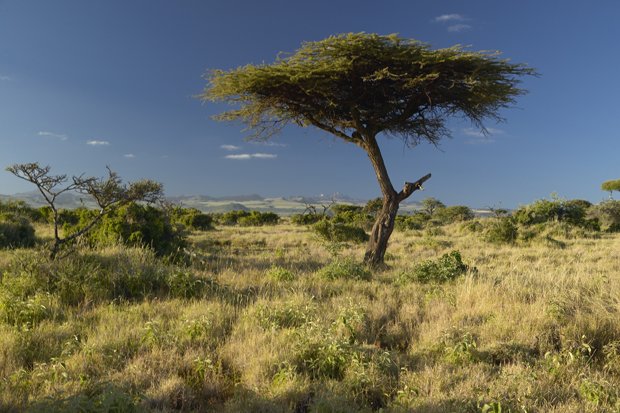 Australian wattles choking South Africa - Australian Geographic