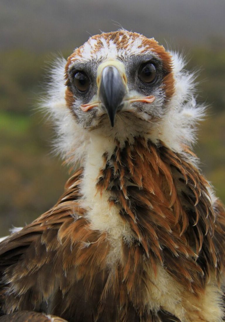 The plight of our wedge-tailed eagles - Australian Geographic