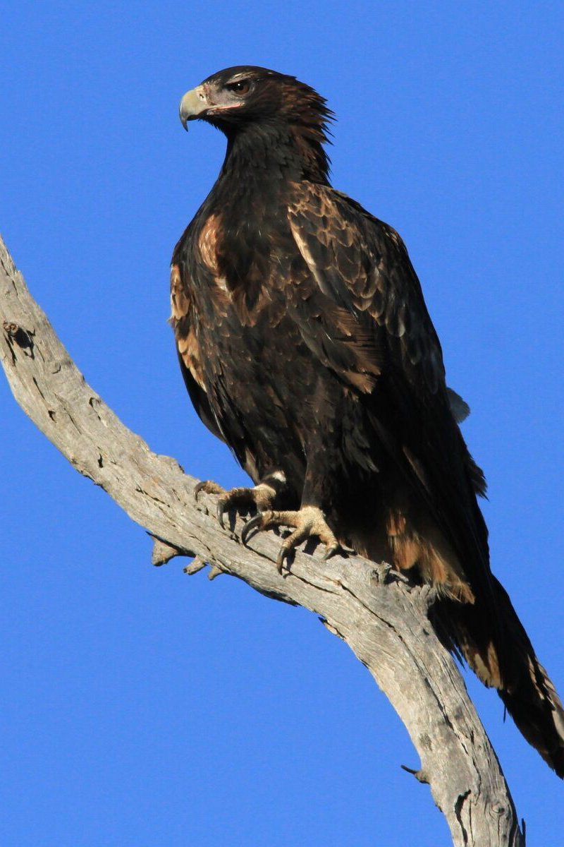 Wedge Tail Eagle Images - Kress the One