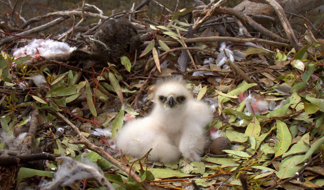 The plight of our wedge-tailed eagles - Australian Geographic