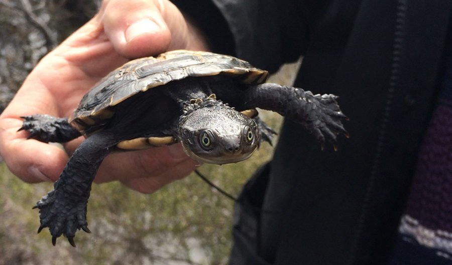 Australian first to save our rarest reptile - Australian Geographic