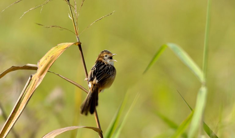 Why do birds sing in the morning? - Australian Geographic