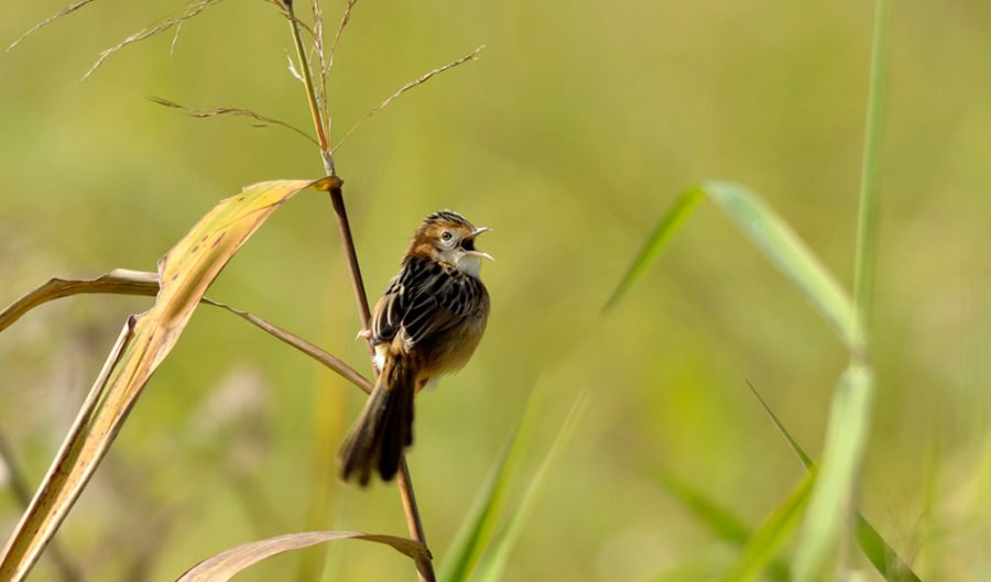 why-do-birds-sing-in-the-morning-australian-geographic