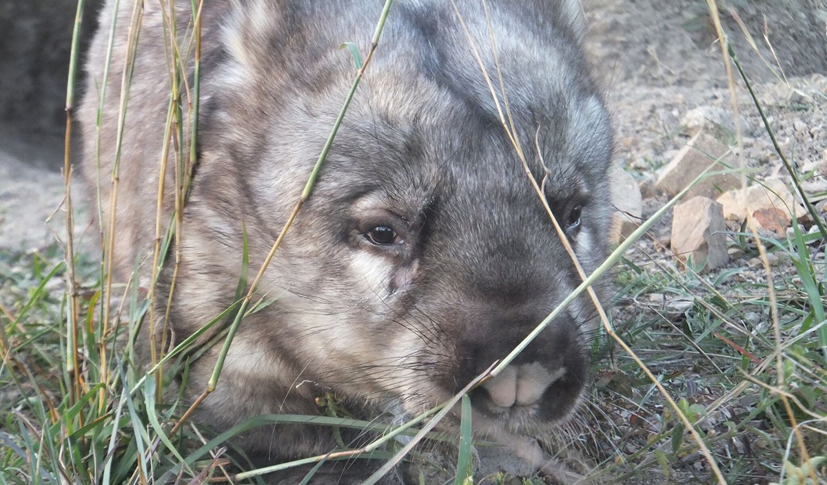 Wombat Bite