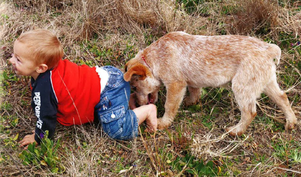 Gallery A Tribute To Aussie Working Dogs Australian