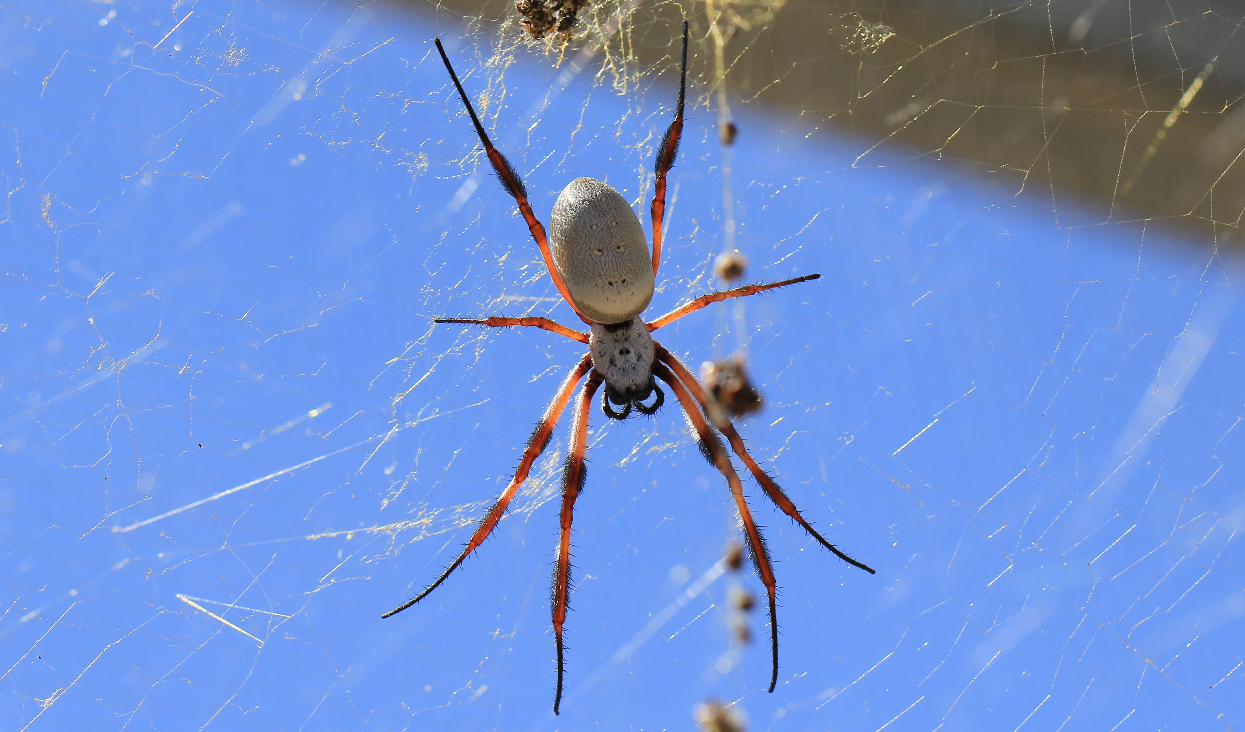 lige ud systematisk antage The tasty spider - Australian Geographic