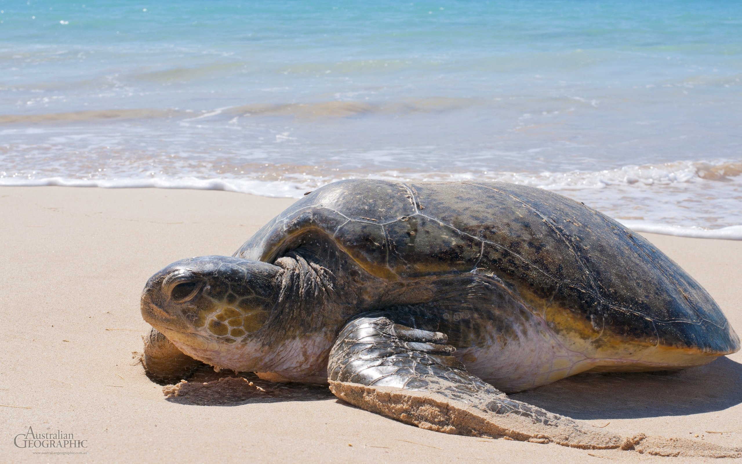 Green sea turtle, Western Australia - Australian Geographic