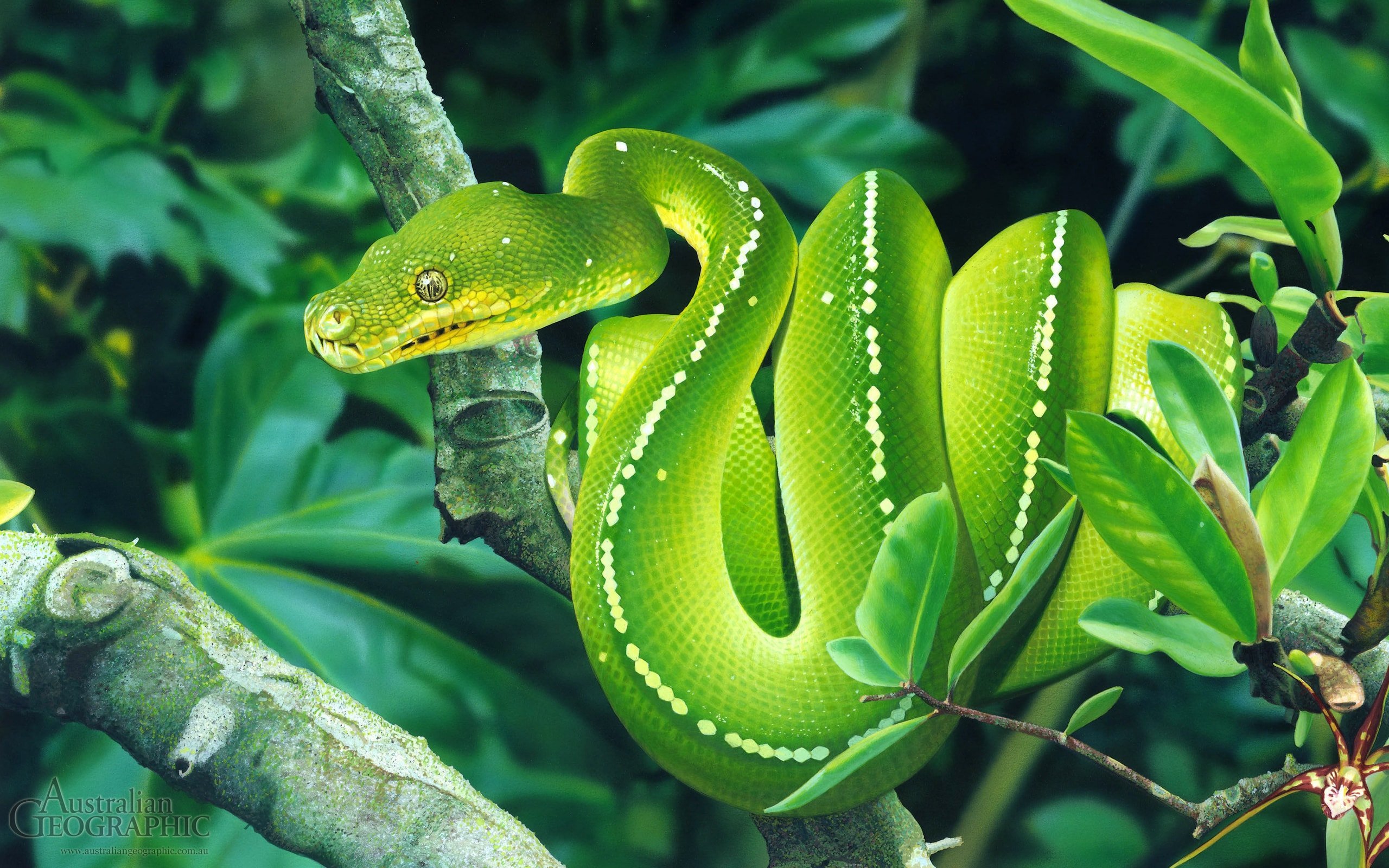 green tree viper