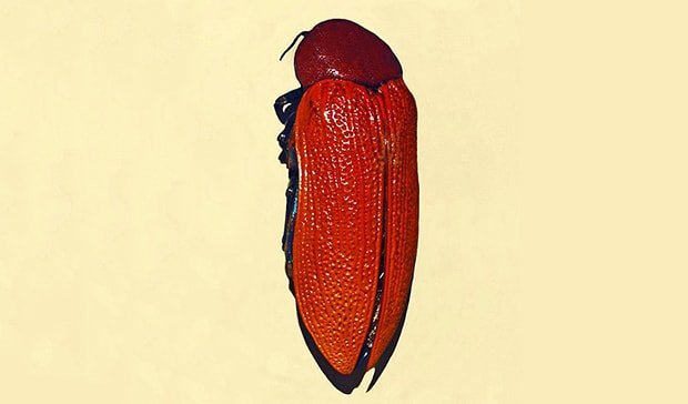 Jewel Beetle Archives Australian Geographic 0278