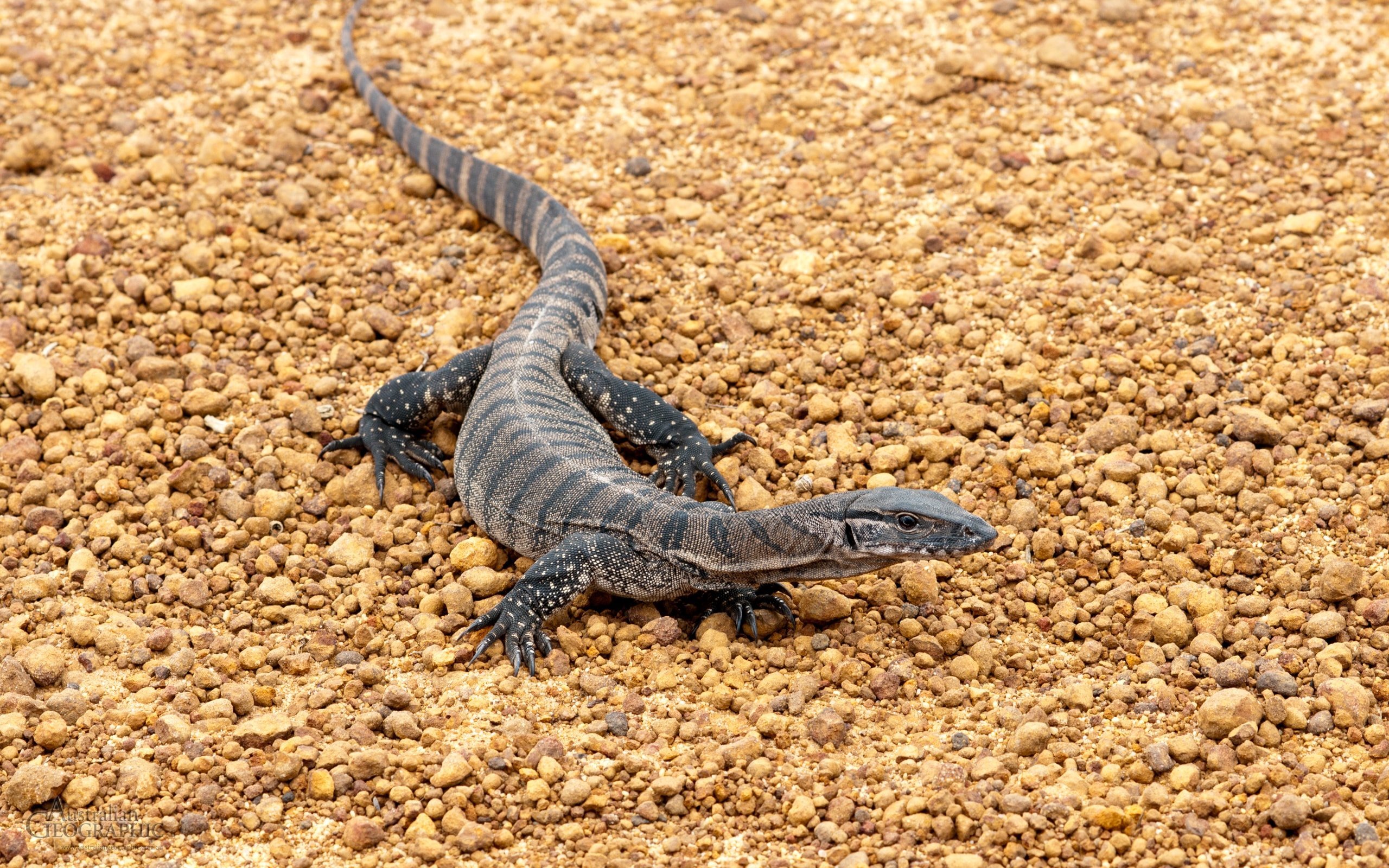 Goanna - Australian Geographic