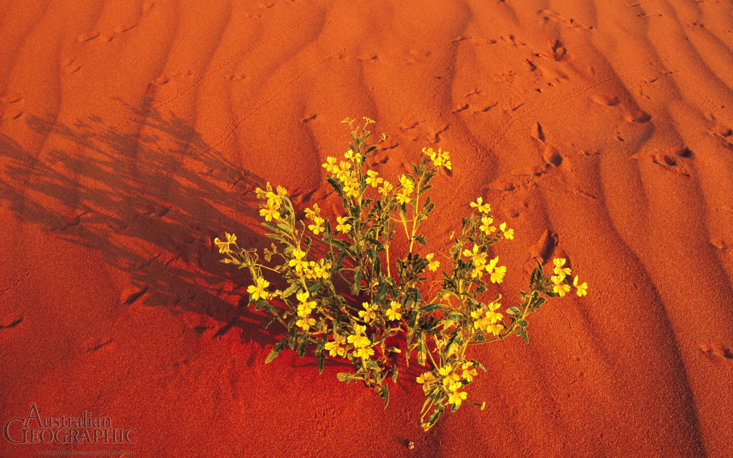 Red sand, Simpson Desert - Australian Geographic