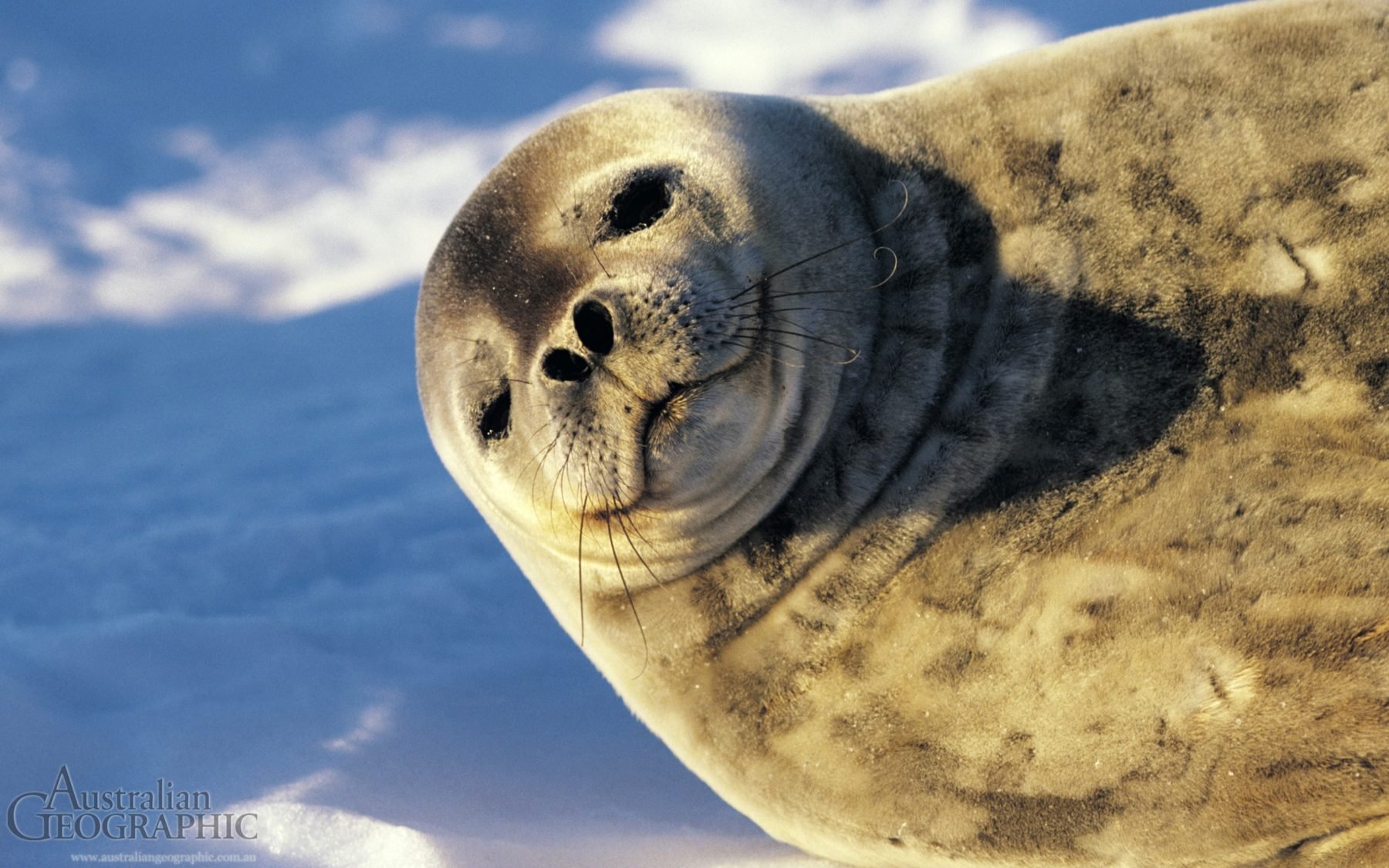 Images of Australia: Weddell seal in the snow - Australian Geographic