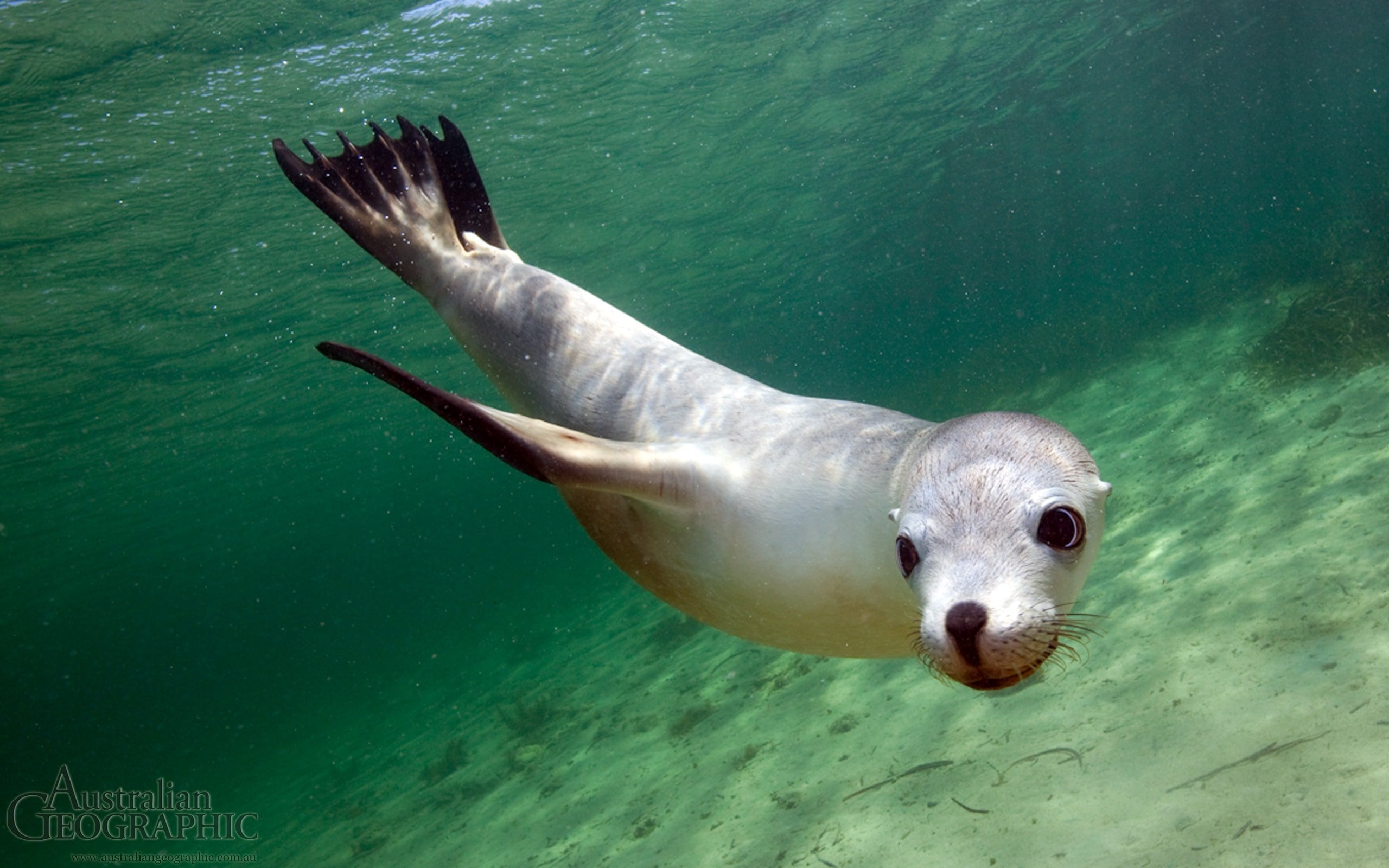Sea lion, South Australia Australian Geographic
